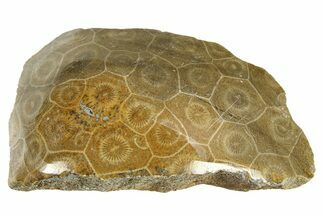 Polished Fossil Coral (Actinocyathus) Head - Morocco #276759