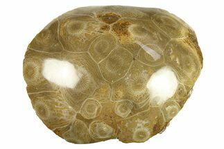 Polished Fossil Coral (Actinocyathus) Head - Morocco #276764