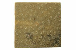 Polished Fossil Rugose Coral Slab - Morocco #276186