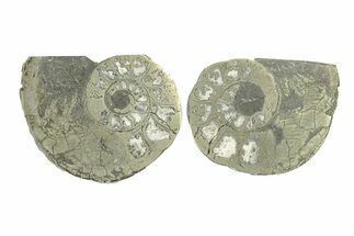 Pyritized Cut Ammonite Fossil Pair - Morocco #276691