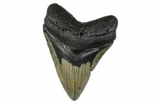 Serrated, Fossil Megalodon Tooth - North Carolina #274013