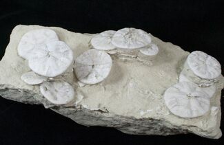 Fossil Sand Dollar (Astrodapsis) Cluster - Wide #15776