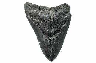 Bargain, Fossil Megalodon Tooth - South Carolina #275291