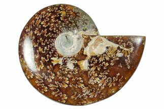Polished Cretaceous Ammonite (Cleoniceras) Fossil - Madagascar #277062