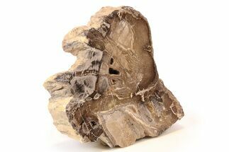 Polished Petrified Wood Slab - McDermitt, Oregon #277131