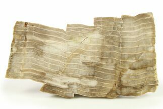 Polished Petrified Wood Slab #277140