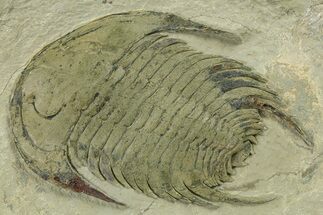 Lower Cambrian Trilobite (Neltneria) - Issafen, Morocco #277218