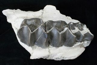 Large Titanothere (Brontops) Jaw Section With Three Molars #15787