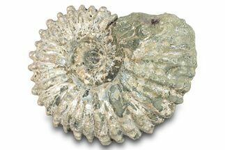 Bumpy Ammonite (Douvilleiceras) Fossil - Madagascar #277171