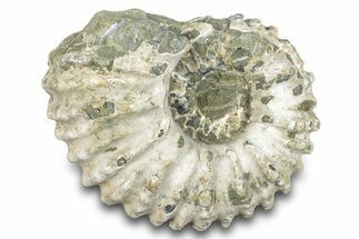 Bumpy Ammonite (Douvilleiceras) Fossil - Madagascar #277173