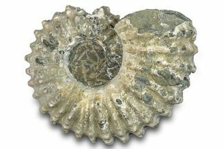 Bumpy Ammonite (Douvilleiceras) Fossil - Madagascar #277193