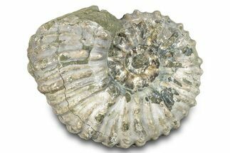 Bumpy Ammonite (Douvilleiceras) Fossil - Madagascar #277194