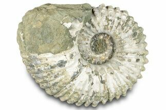 Bumpy Ammonite (Douvilleiceras) Fossil - Madagascar #277195