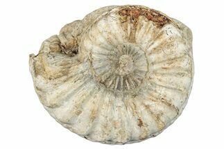 Jurassic Ammonite (Pleuroceras) Fossil - Germany #277200