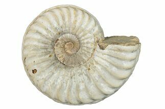 Jurassic Ammonite (Pleuroceras) Fossil - Germany #277205