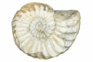 Jurassic Ammonite (Pleuroceras) Fossil - Germany #277209