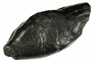 Fossil Sperm Whale (Scaldicetus) Tooth - South Carolina #277326