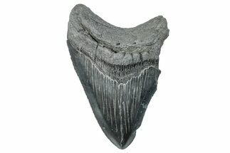 Partial Megalodon Tooth - Serrated Blade #277406
