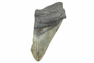 Partial Fossil Megalodon Tooth - South Carolina #277426