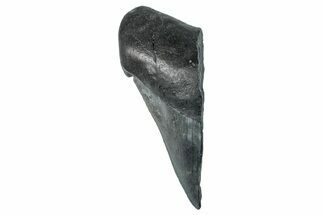 Partial Fossil Megalodon Tooth - Serrated Edge #277432