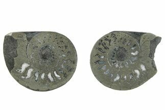 Pyritized Cut Ammonite Fossil Pair - Morocco #276601