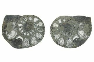 Pyritized Cut Ammonite Fossil Pair - Morocco #276609