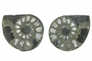 Pyritized Cut Ammonite Fossil Pair - Morocco #276611