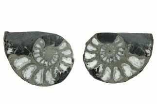 Pyritized Cut Ammonite Fossil Pair - Morocco #276615