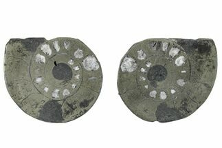 Pyritized Cut Ammonite Fossil Pair - Morocco #276625