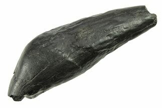 Fossil Sperm Whale (Scaldicetus) Tooth - South Carolina #277317