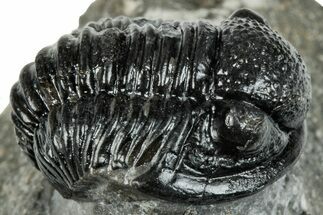 Curled Gerastos Trilobite Fossil - Morocco #277640