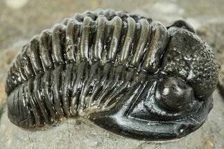 Curled Gerastos Trilobite Fossil - Morocco #277648