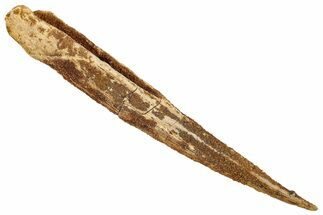 Fossil Shark (Asteracanthus) Dorsal Spine - Kem Kem Beds #277667