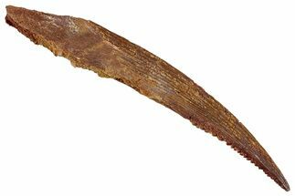 Fossil Shark (Hybodus) Dorsal Spine - Kem Kem Beds, Morocco #277674