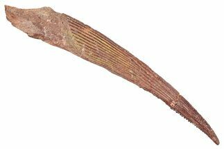 Fossil Shark (Hybodus) Dorsal Spine - Kem Kem Beds, Morocco #277688