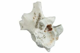 Fossil Sea Snake (Palaeophis) Vertebra - Morocco #277565