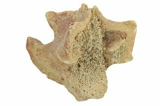 Fossil Sea Snake (Palaeophis) Vertebra - Morocco #277575