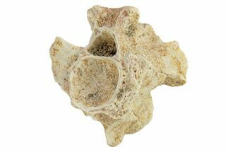 Fossil Sea Snake (Palaeophis) Vertebra - Morocco #277580