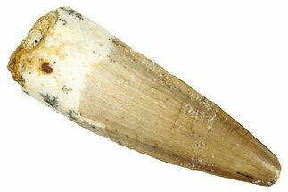 Fossil Spinosaurus Tooth - Real Dinosaur Tooth #278081