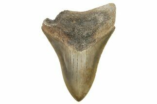 Fossil Megalodon Tooth - Sharp Serrations & Tip #77377