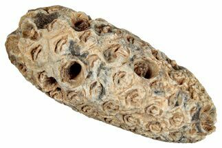 Fossil Seed Cone (Or Aggregate Fruit) - Morocco #277794