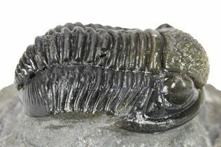 Curled Gerastos Trilobite Fossil - Morocco #277664