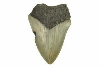 Bargain, Juvenile Megalodon Tooth - Serrated Blade #272821