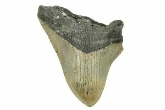 Bargain, Fossil Megalodon Tooth - Serrated Blade #272830