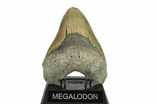 Serrated, Fossil Megalodon Tooth - Massive Tooth #272797