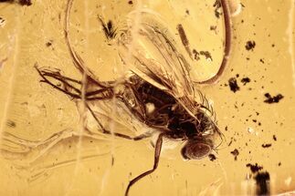 Detailed Fossil Fly (Dolichopodidae) and Plant Debris In Baltic Amber #278634