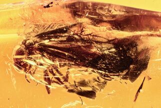 Detailed Fossil Barklouse (Psocoptera) In Baltic Amber #278894