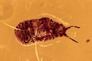 Fossil Wingless Scale Insect (Coccoidea) in Baltic Amber #278695