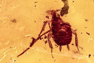 Detailed Fossil Cockroach (Blattodea) In Baltic Amber - Rare! #278765