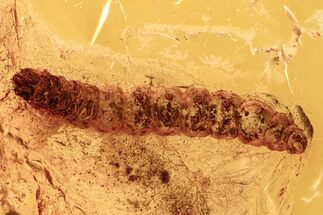 Fossil Caterpillar (Moth Larva - Lepidoptera) in Baltic Amber #278772